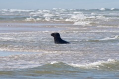 Seals - Grey Seal - Halichoerus grypus