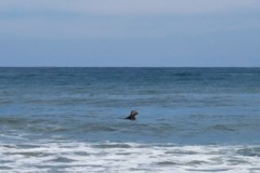 Seals - Grey Seal - Halichoerus grypus