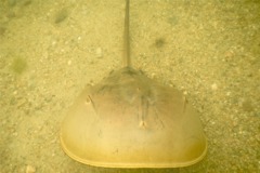 Crabs - Horseshoe Crab - Limulus polyphemus