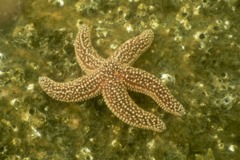 Starfish - Forbes Sea Star - Asterias forbesi