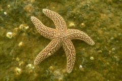 Starfish - Forbes Sea Star - Asterias forbesi