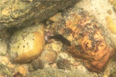 Wrasse - Cunner - Tautogolabrus adspersus