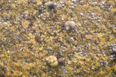 Sea Snails - Common Periwinkle - Littorina littorea