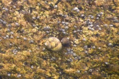 Sea Snails - Common Periwinkle - Littorina littorea