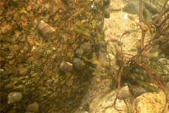 Sea Snails - Common Periwinkle - Littorina littorea