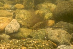 Killifish - Striped Killifish - Fundulus majalis