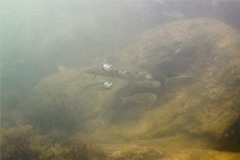 Herrings - American Menhaden - Brevoortia tyrannus