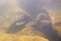 Herrings - American Menhaden - Brevoortia tyrannus