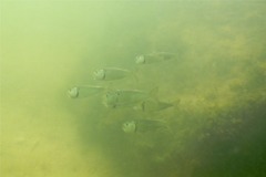 Herrings - American Menhaden - Brevoortia tyrannus