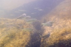 Herrings - American Menhaden - Brevoortia tyrannus