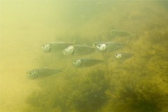 Herrings - American Menhaden - Brevoortia tyrannus