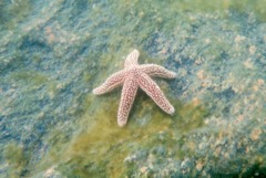 Starfish - Forbes Sea Star - Asterias forbesi