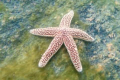 Starfish - Forbes Sea Star - Asterias forbesi