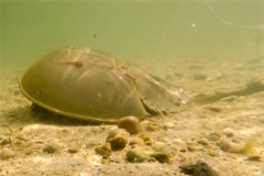 Crabs - Horseshoe Crab - Limulus polyphemus