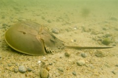 Crabs - Horseshoe Crab - Limulus polyphemus