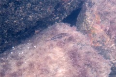 Wrasse - Cunner - Tautogolabrus adspersus