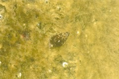 Sea Snails - Oyster Drill - Urosalpinx cinerea