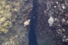 Sea Snails - Oyster Drill - Urosalpinx cinerea