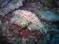 Groupers - Greasy Grouper - Epinephelus tauvina