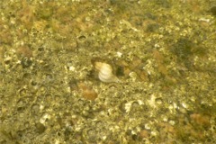 Sea Snails - Oyster Drill - Urosalpinx cinerea