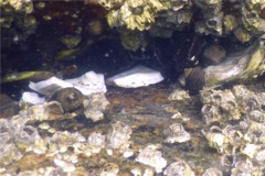 Sea Snails - Common Periwinkle - Littorina littorea