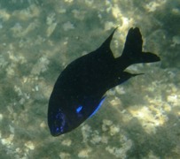 Damselfish - Bluefin Damselfish - Abudefduf luridus