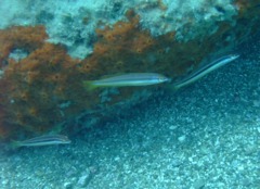 Wrasse - Rainbow Wrasse - Coris julis