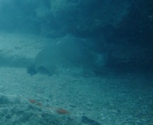 Stingrays - Common Stingray - Dasyatis pastinaca