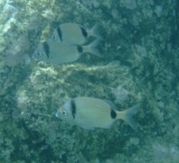 Breams - Doublebanded Bream - Diplodus vulgaris