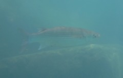 Mullets - Narrowhead Grey Mullet - Mugil cappurrii