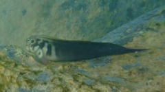 Blennies - Redlip Blenny - Ophioblennius atlanticus