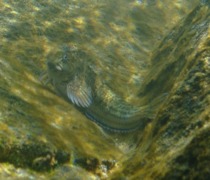 Blennies - Morocco Blenny - Parablennius parvicornis