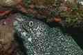 Moray - Spotted Moray - Gymnothorax moringa