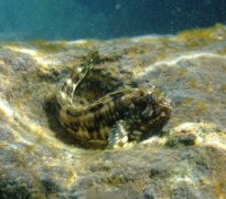 Blennies - Molly Miller - Scartella cristata