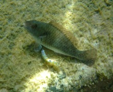 Parrotfish - European Parrotfish - Sparisoma cretense