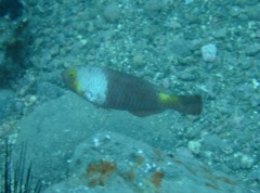 Parrotfish - European Parrotfish - Sparisoma cretense