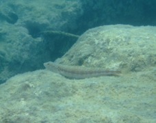 Lizardfish - Blue-striped Lizardfish - Synodus saurus