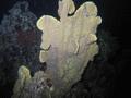 Scorpionfish - Lowfin Scorpionfish - Scorpaenodes parvipinnis