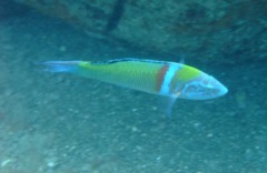 Wrasse - Turkish Wrasse - Thalassoma pavo