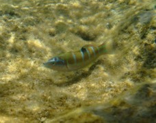 Wrasse - Turkish Wrasse - Thalassoma pavo