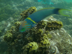 Wrasse - Gold Bar Wrasse - Thalassoma hebraicum