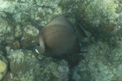 Angelfish - Gray Angelfish - Pomacanthus arcuatus