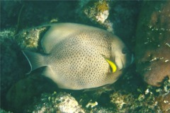 Angelfish - Gray Angelfish - Pomacanthus arcuatus