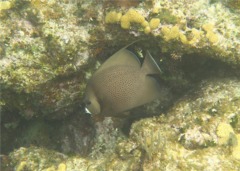 Angelfish - Gray Angelfish - Pomacanthus arcuatus