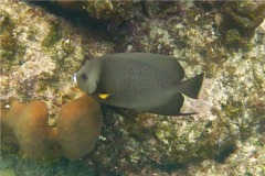 Angelfish - Gray Angelfish - Pomacanthus arcuatus