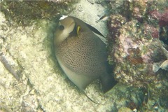 Angelfish - Gray Angelfish - Pomacanthus arcuatus