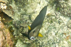 Angelfish - Gray Angelfish - Pomacanthus arcuatus