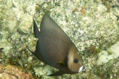 Angelfish - Gray Angelfish - Pomacanthus arcuatus