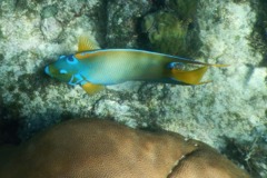 Angelfish - Queen Angelfish - Holacanthus ciliaris