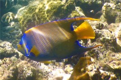 Angelfish - Queen Angelfish - Holacanthus ciliaris